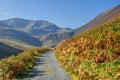 Autumn Bracken in Coledale Royalty Free Stock Photo