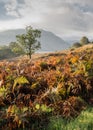 Autumn Bracken Royalty Free Stock Photo