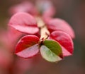 Autumn branch