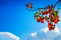 Autumn branch with bright red leaves against blue sky. Wallpaper abstract natural background