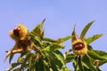 Autumn. Branch of chestnut tree with leaves and fruits against blue sky on a sunny day.  Sweet chestnut  Castanea sativa Royalty Free Stock Photo