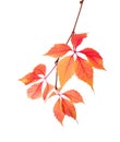 Autumn  branch  with colorful  leaves isolated on white background. Five-Leaved Ivy Royalty Free Stock Photo