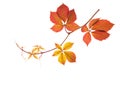 Autumn branch with colorful leaves isolated on white background. Five-Leaved Ivy Royalty Free Stock Photo