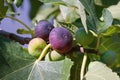 Autumn. Branch of fig tree Ficus carica with leaves and fruits