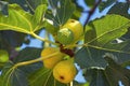 Autumn. Branch of fig tree with leaves and bright fruits