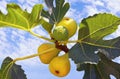 Autumn. Branch of  fig tree  Ficus carica  with leaves and bright fruits against sky Royalty Free Stock Photo