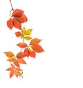 Autumn branch of Five-Leaved Ivy with colorful leaves isolated on white background Royalty Free Stock Photo