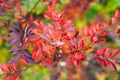 Autumn branch of gray spirea Grefsheim with pinkish leaves Royalty Free Stock Photo