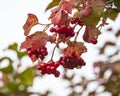 Autumn branch of guelder-rose outdoor blossom herbal