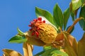 Autumn. Branch of a Magnolia grandiflora tree with leaves and seeds against blue sky Royalty Free Stock Photo