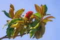 Autumn. Branch of  magnolia tree  Magnolia grandiflora  with leaves and one fruit with seeds against blue sky Royalty Free Stock Photo