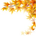 Autumn branch with maple leaves Royalty Free Stock Photo