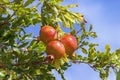 Autumn. Branch of pomegranate tree with leaves and ripe fruits against blue sky Royalty Free Stock Photo