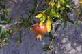 Autumn. Branch of pomegranate tree with ripe fruit Royalty Free Stock Photo