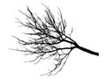 Autumn branch tree without leaves, silhouette. Vector illustration Royalty Free Stock Photo