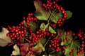 Autumn Branch Of Viburnum Red With Berries On A Black Background