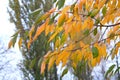 Autumn branch of yellow-green cherry leaves, It's getting colder, the leaves arllow. Royalty Free Stock Photo