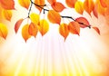 Autumn branch with yellow leaves background