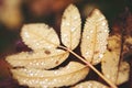 Autumn branch yellow leaves close drops water