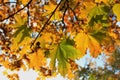 Autumn branches