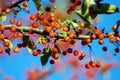 Autumn Branches Royalty Free Stock Photo