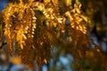 Autumn branches of acacia with yellow leaves Royalty Free Stock Photo