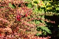 Autumn branches of barberry with red leaves and berries Royalty Free Stock Photo