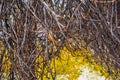 Autumn branches without leaves in the park