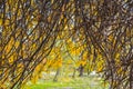 Autumn branches without leaves in the park