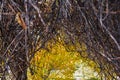 Autumn branches without leaves in the park