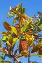 Autumn. Branches of magnolia tree Magnolia grandiflora with leaves and fruit Royalty Free Stock Photo