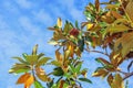 Autumn. Branches of  magnolia tree  Magnolia grandiflora  against blue sky on sunny day Royalty Free Stock Photo
