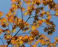 Autumn branches over blue sky