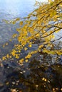 Autumn branches over the water of the lake
