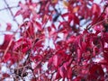 Autumn branches with red leaves Royalty Free Stock Photo