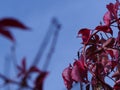 Autumn branches with red leaves of dog wine Royalty Free Stock Photo