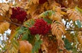 Autumn branches of red rowan with ripe red berries and multi-colored leaves. Royalty Free Stock Photo