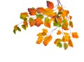 Autumn branches with small multi-colored leaves , isolated on white background. Spiraea Vanhouttei