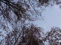 Autumn branches of trees in the blue sky.