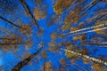 Autumn Branches Of The Trees With Yellow Leaves Blue Sky Royalty Free Stock Photo