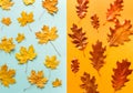 Autumn bright background pattern with yellow-red autumn oak and maple leaves on a blue and yellow background Royalty Free Stock Photo