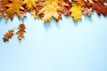 Autumn bright background with yellow autumn oak leaves on a blue background Royalty Free Stock Photo