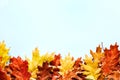 Autumn bright background with yellow autumn oak leaves on a blue background Royalty Free Stock Photo