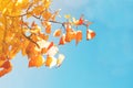 Autumn bright background. Yellow-red autumn maple leaves on tree branches