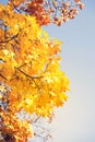 Autumn bright background. Yellow-red autumn maple leaves on tree branches against the sky Royalty Free Stock Photo