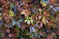 Autumn. Bright colorful ivy fall leaves Royalty Free Stock Photo