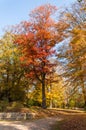 Autumn and bright colors. Autumn fairytale forest tree Royalty Free Stock Photo