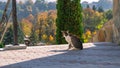 A cat is sitting on a paving slab in front of a park with trees. Royalty Free Stock Photo