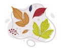 Autumn Bright Foliage with Different Leaf Color Vector Composition Royalty Free Stock Photo