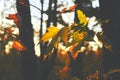 Autumn bright orange maple leaves in sunny beams,forest shadow Royalty Free Stock Photo